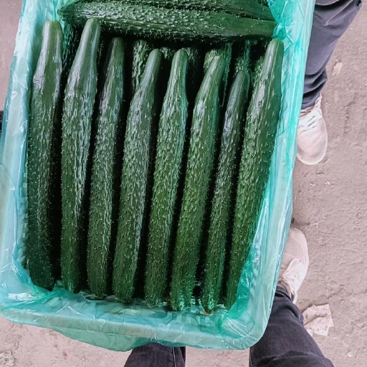 淮安万亩黄瓜基地