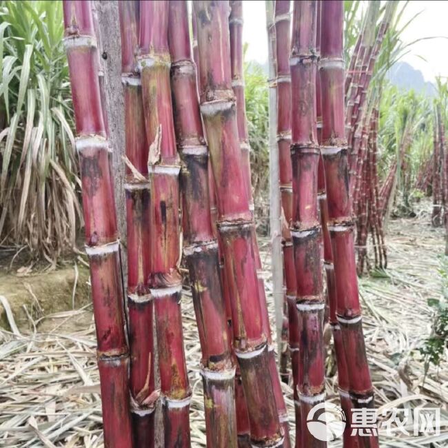 甘蔗云南脆皮红皮罗汉薄皮甘蔗非广西甘蔗