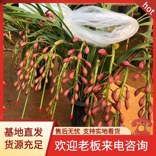 昆明大花惠兰