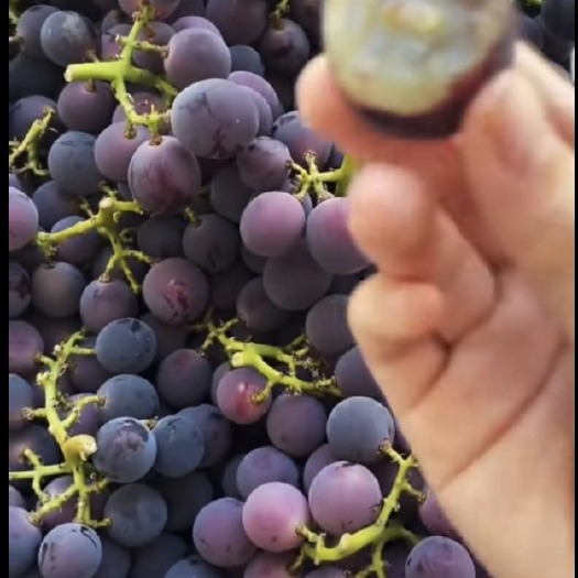 绥中县巨峰葡萄苗 自根