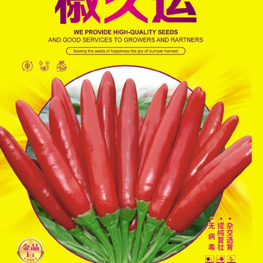周口椒久运朝天椒