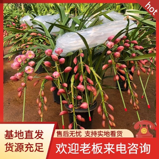 昆明大花惠兰 基地直发 货源充足