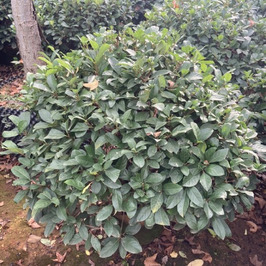 宜良县欧洲荚迷球120厘米冠