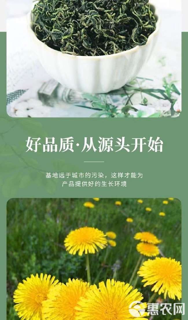 中药材蒲公英茶现货批发新货散装蒲公英叶茶婆婆丁茶直销量大从优