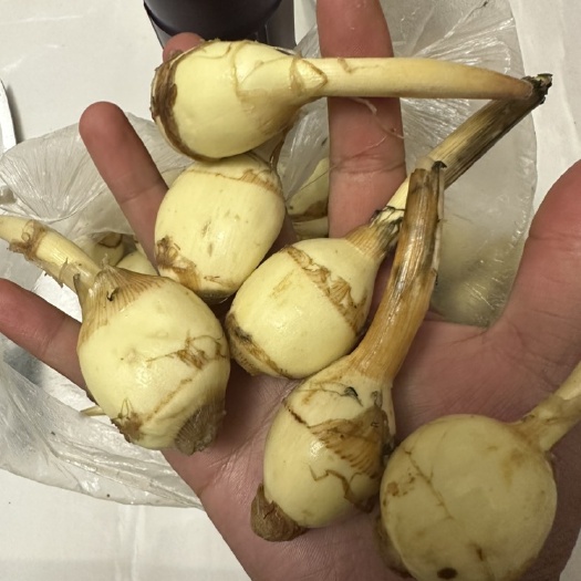 陆良县电商专用精品茨菇