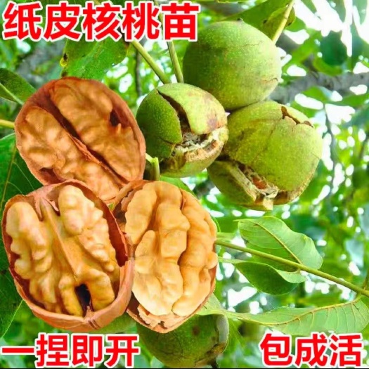 薄皮核桃苗，辽核一号核桃苗    香玲核桃苗，新疆薄皮核桃苗