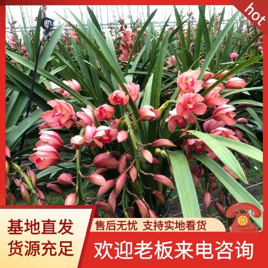 昆明大花惠兰