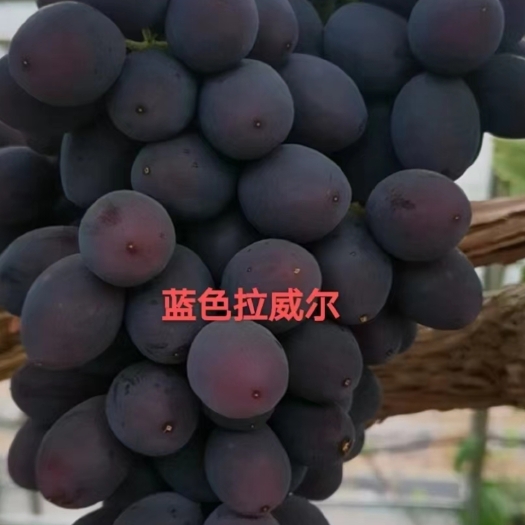 卢龙县夏黑根蓝色拉威尔 最早熟葡萄，无核葡萄品种！