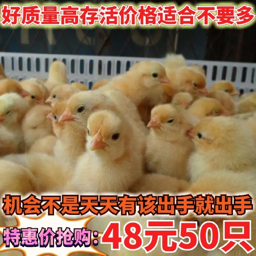 南宁55元50只三黄鸡苗包邮发货【快递，客车，专车运输】
