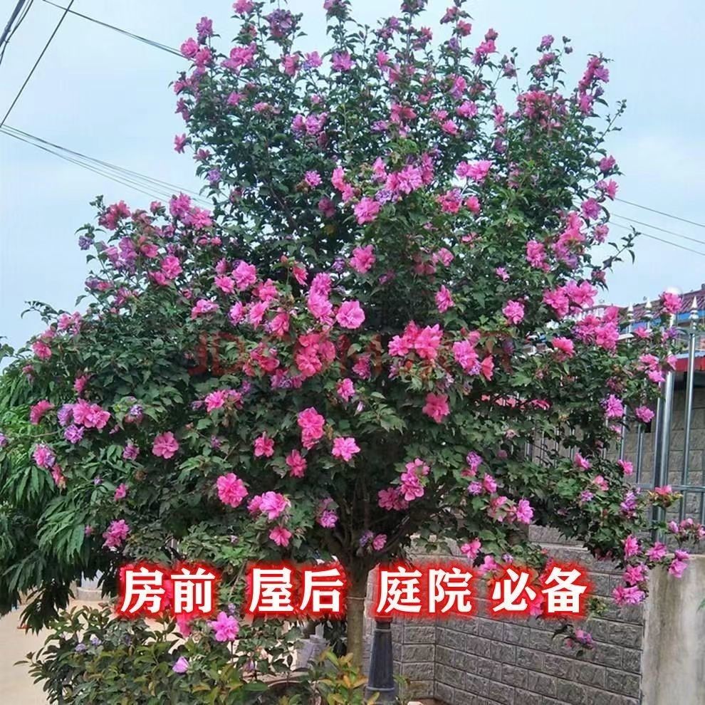 木槿花盆栽室內(nèi)外植物耐寒耐曬木本花卉庭院木槿四季種植花可食用