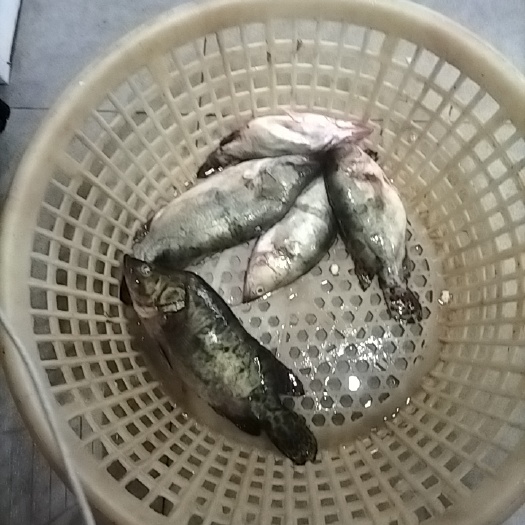 北京斑鳜