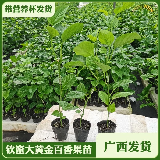 北流市钦蜜纯甜黄金百香果嫁接树苗四季结果爬藤香蜜百香果苗南方种植