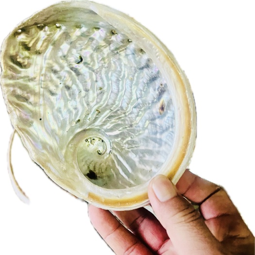 澳洲鲍鱼壳石决明8元/个