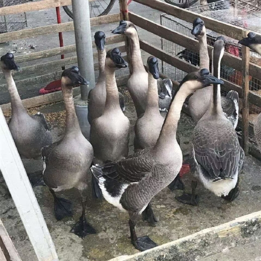 南宁马岗鹅苗，打好疫苗，成年8-9斤，肉质鲜嫩