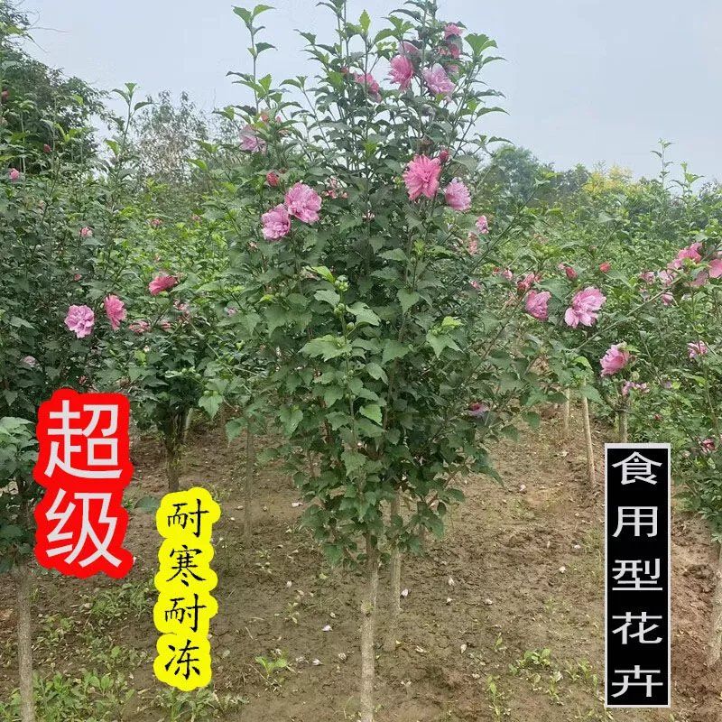 木槿花盆栽室內(nèi)外植物耐寒耐曬木本花卉庭院木槿四季種植花可食用