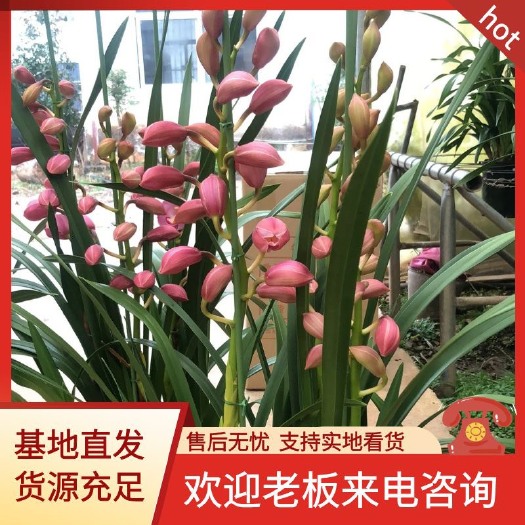 昆明大花惠兰