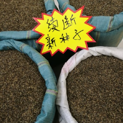 昆明续断 种子(高出芽)新种子