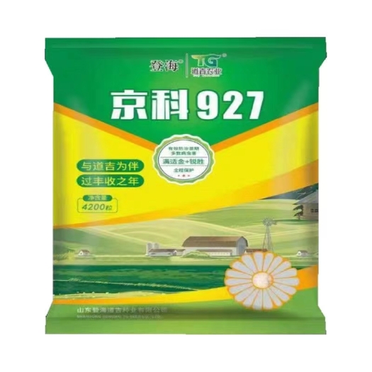 济南京科927抗锈病耐密植不倒伏活杆成熟紫根紫杆增产潜力大
