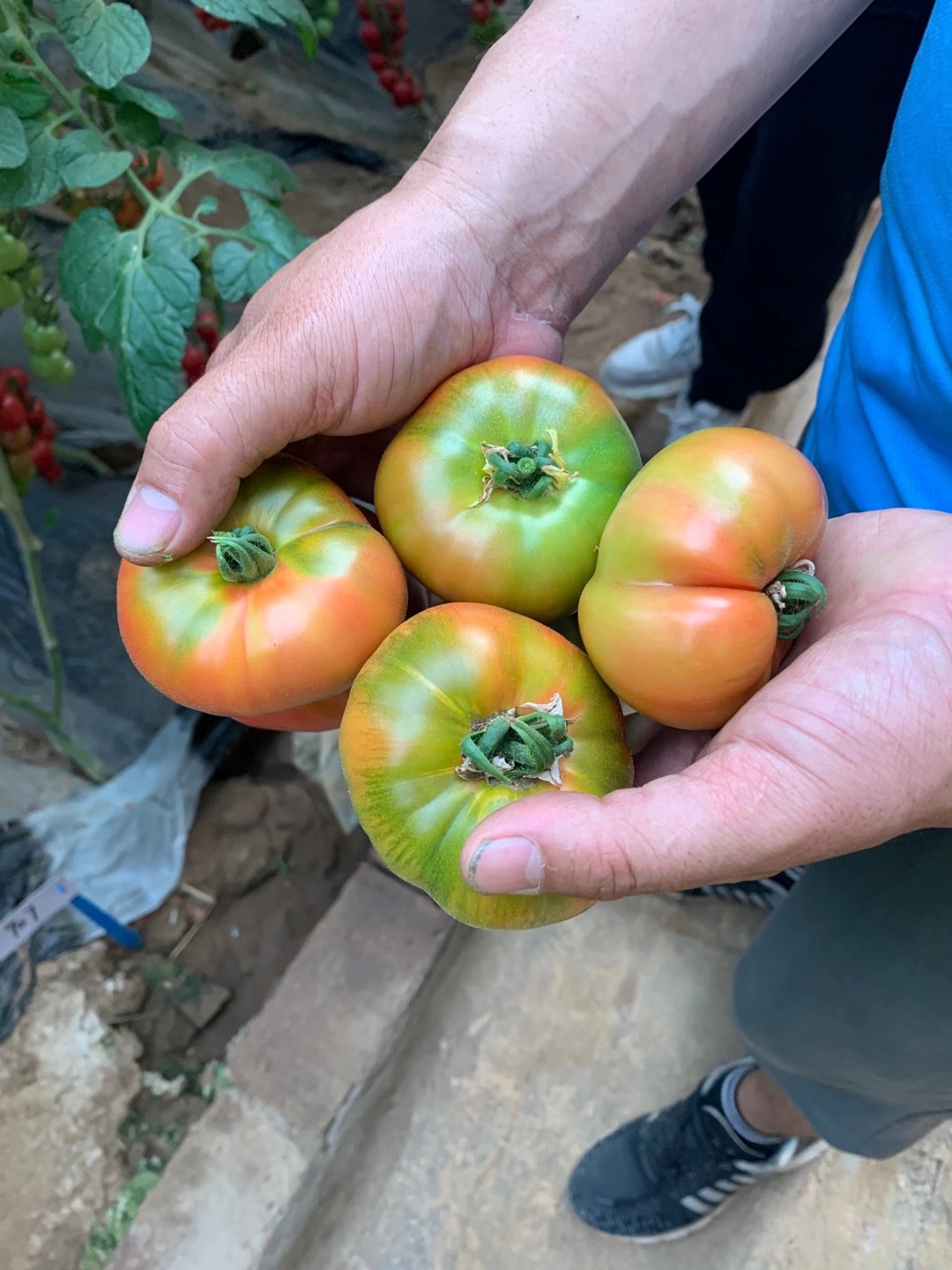 小果草莓番茄苗 120-150克带绿肩草莓西红柿苗 口感好