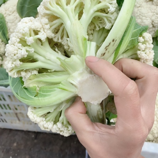 金堂县松花菜，散花。白花，80天小米花