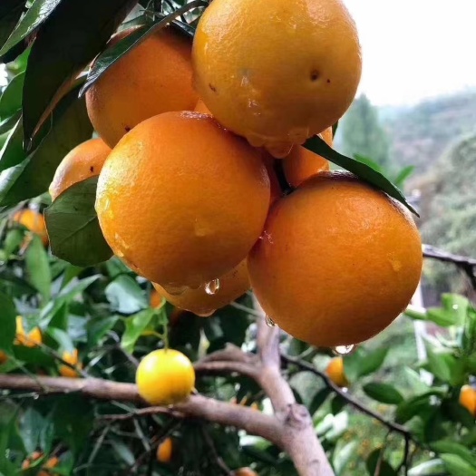 永兴冰糖橙