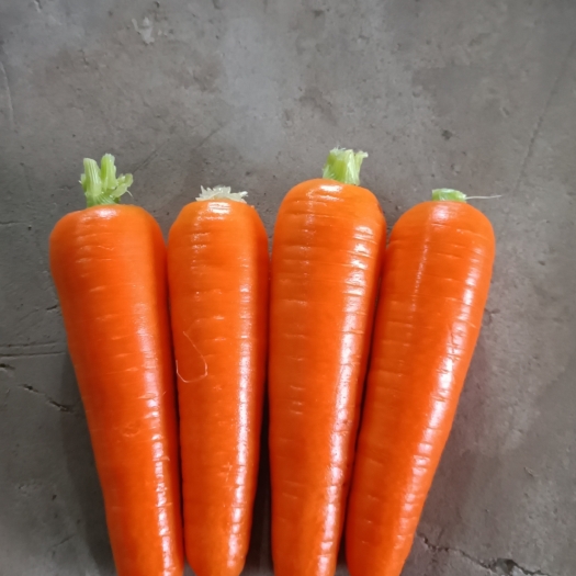 通许县精品大红胡萝卜！！！支持加工各种规格，出口箱子。保质保量！