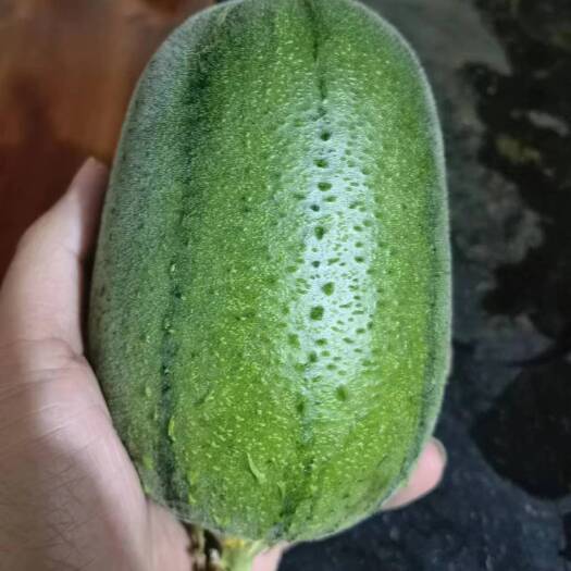 漳州苹果丝瓜，大型基地种植。支持各种打包方式。专业。打包团队。