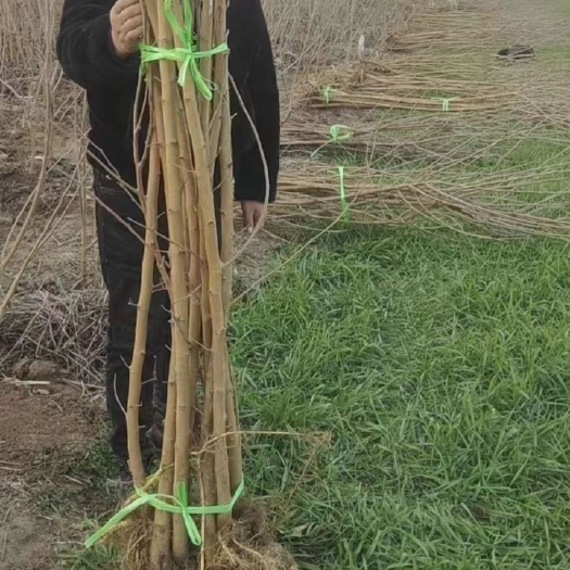 青岛黑珍珠桑树苗，耐寒果桑苗！