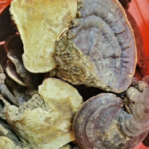 昆明赤灵芝