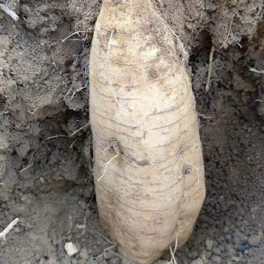 新鲜葛根