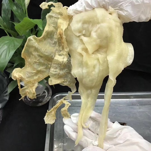 广州鱼胶批发扇子胶泡发厚肉鲶鱼胶酒店常用食材价格实惠花胶干货
