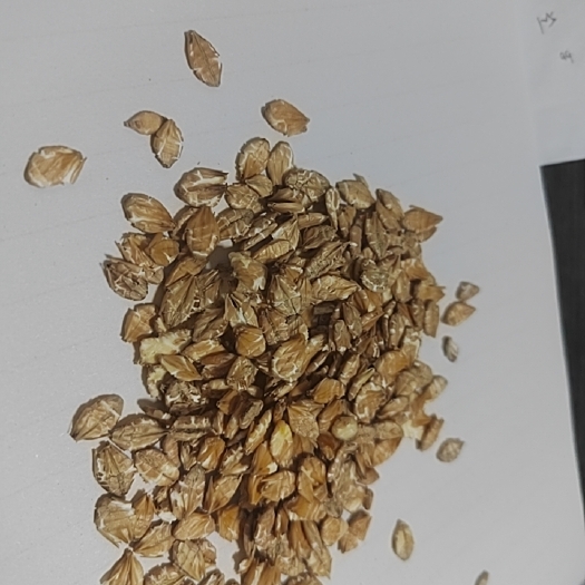 正定县大麦压片