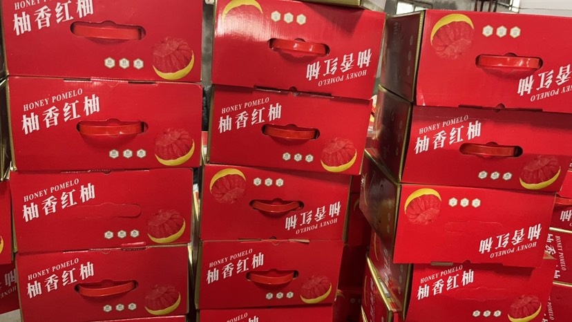 平和县蜜柚季已开始白的红的三红散装，礼盒，泡沫盒价格美丽，