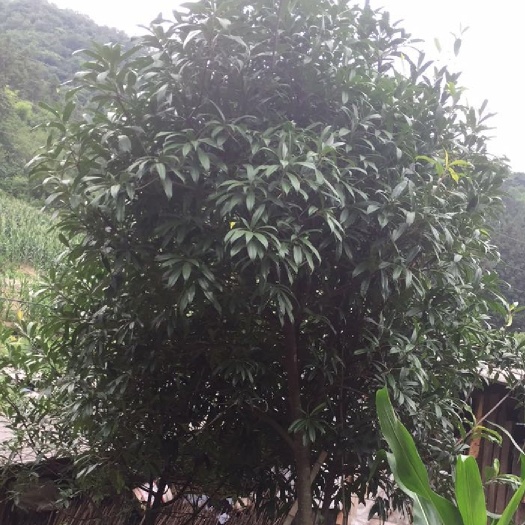 十堰出售石楠树