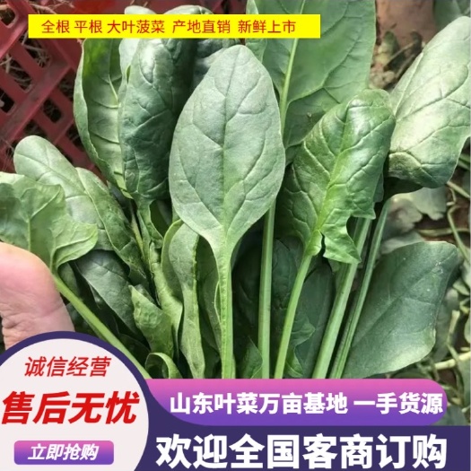曹县菠菜 大叶菠菜