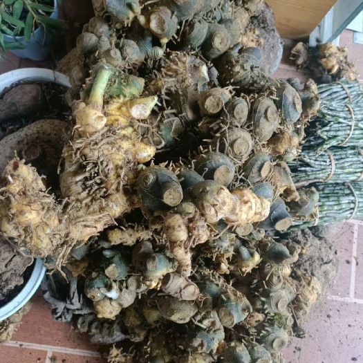 环江县天然黄精
