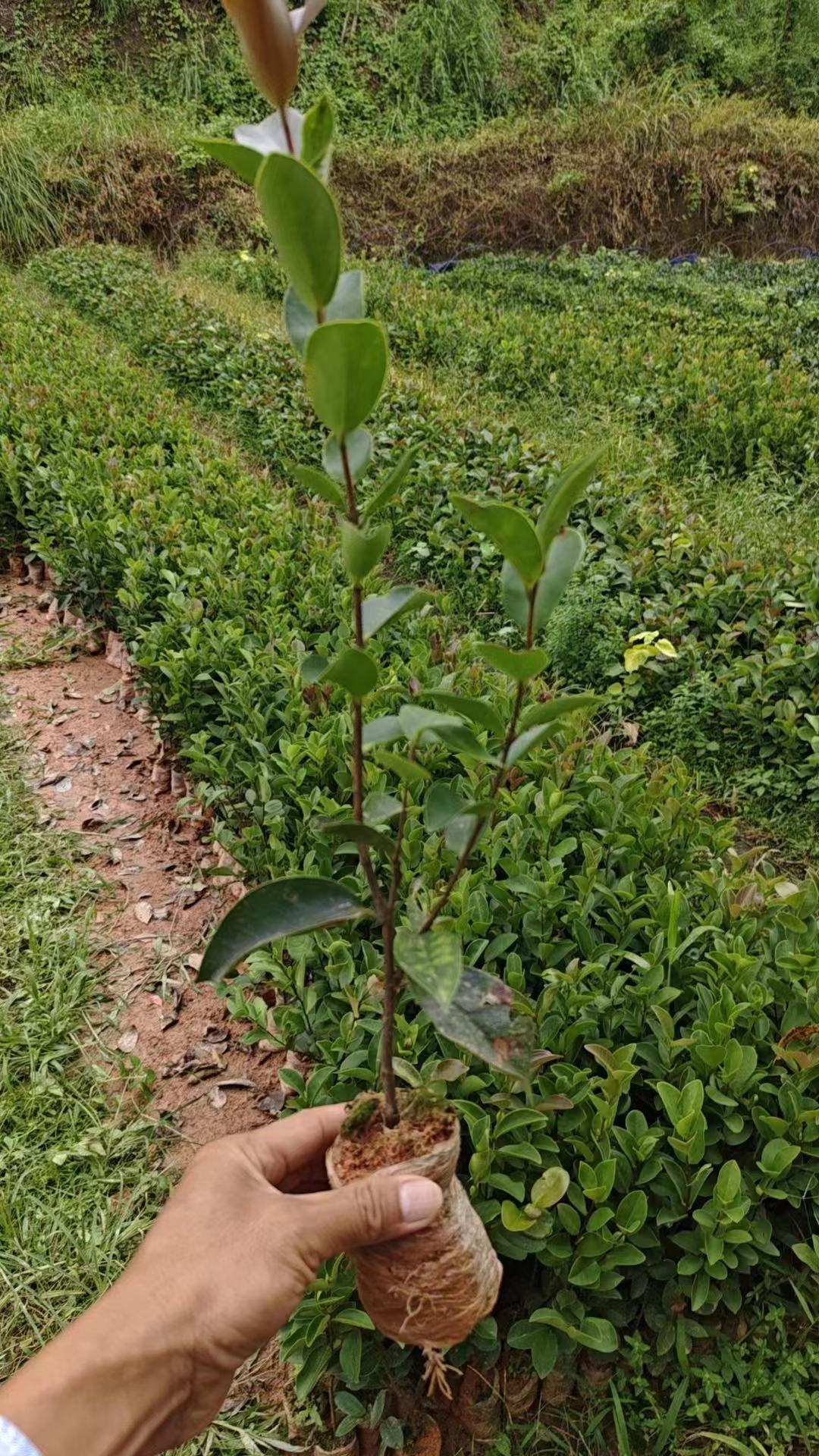 油茶(长林序列) 油茶袋苗、杯苗都有现货供应，欢迎来电咨询