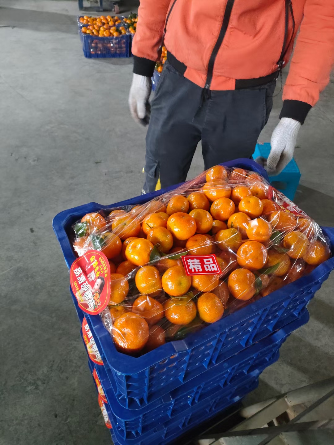 沙糖桔精品果北京货