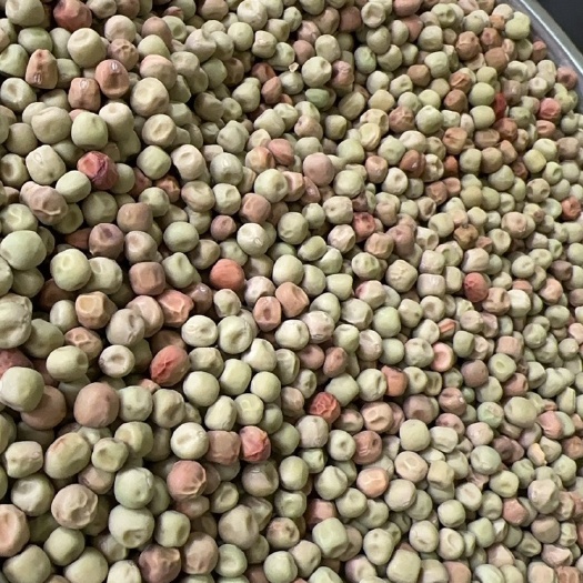 青岛大叶无须芽豆
