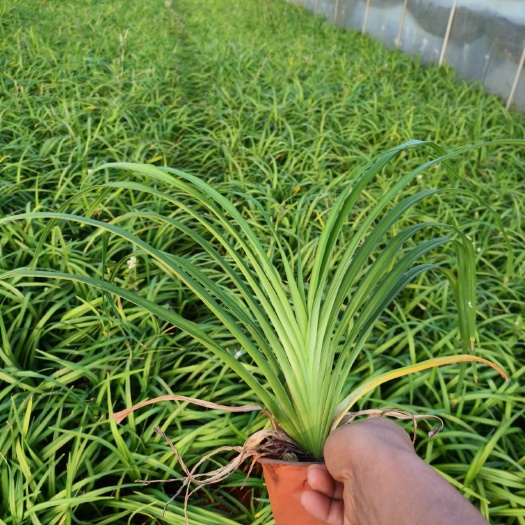常绿萱草