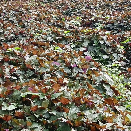 佛山鲜紫苏叶带根，价格按市场价格，下单先咨，询新鲜紫苏，现割，