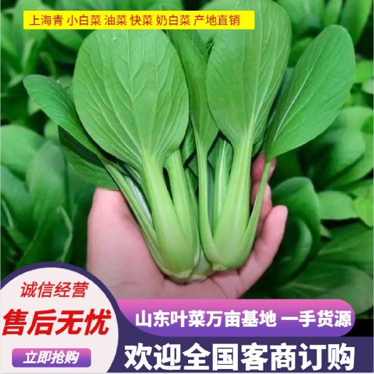 上海青 小白菜 油菜 快菜 奶白菜 产地直销