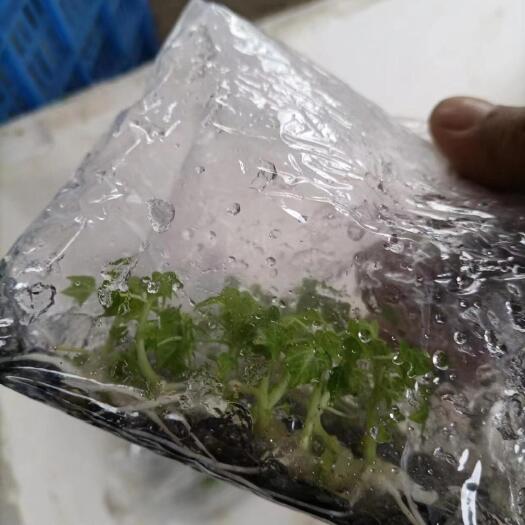 江门大白木瓜组培苗