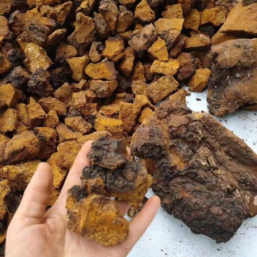 大悟县天然白桦茸桦树茸桦褐孔菌黑木馍桦树结养生中药材保健茶