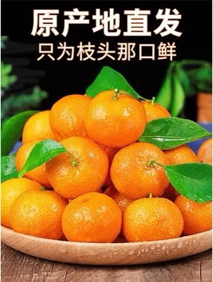阳山县正宗砂糖桔广西砂糖橘新鲜当季水果整箱现摘现发大果甜四会沙糖橘