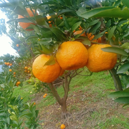 雷家坪椪柑，脐橙，纽荷儿