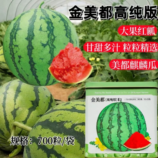沭阳县【正品保证】金美都西瓜种子早熟果实圆形果肉桃红色高抗病西瓜