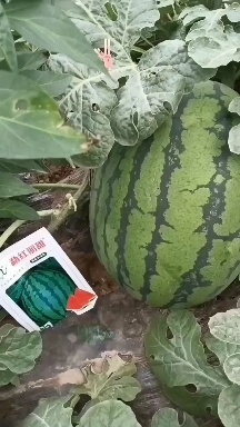 商丘甜王西瓜种子预包装河南商丘睢阳区发货保真种植新手的选择