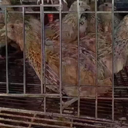 南宁鹌鹑