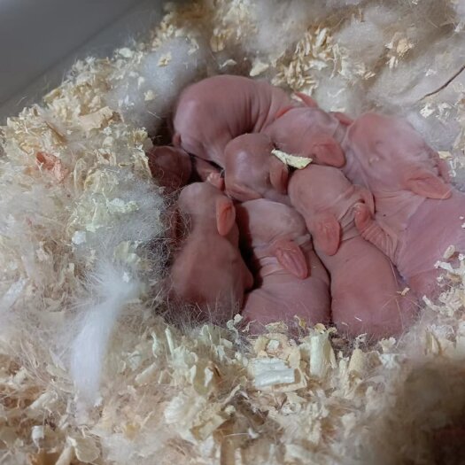 凤凰县肉兔、幼兔